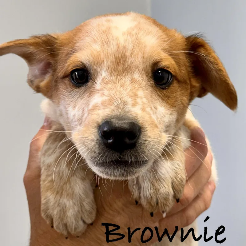 Brownie thumbnail 4