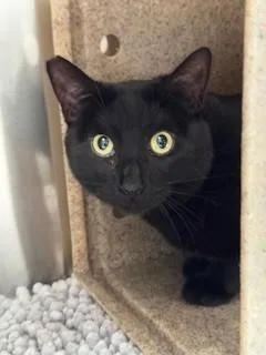 A young medium-sized female Domestic Short Hair cat named Mystery for adoption in Santa Monica, CA