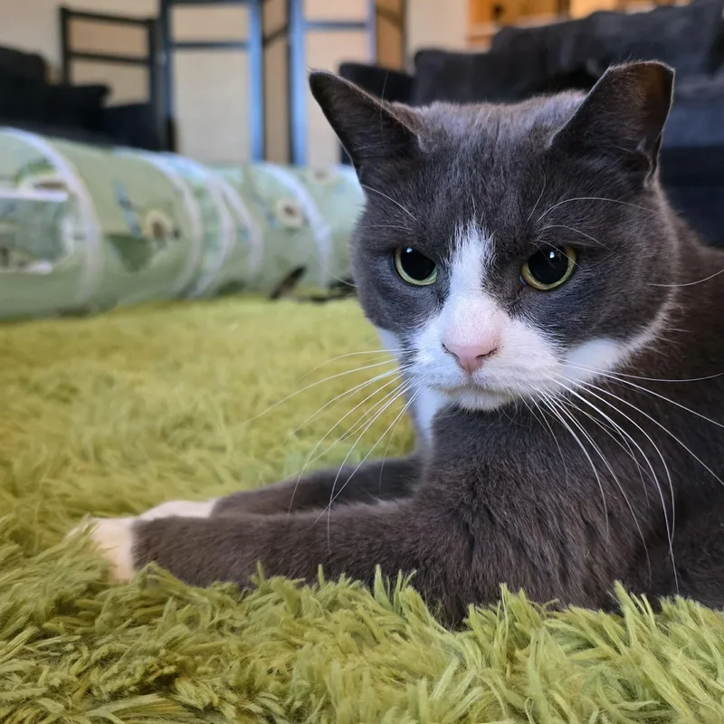 An adult medium-sized female Gray & White Domestic Short Hair cat named Karen for adoption in Sewell, NJ