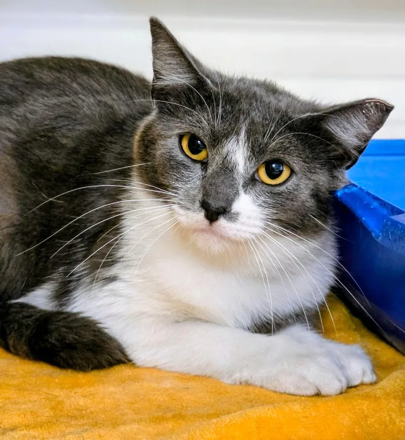 A young medium-sized female Domestic Short Hair cat named Working Cat: Tapioca for adoption in Bloomington, IN
