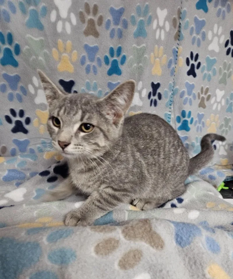 A baby medium-sized male Domestic Short Hair cat named Mickey for adoption in Wabash, IN