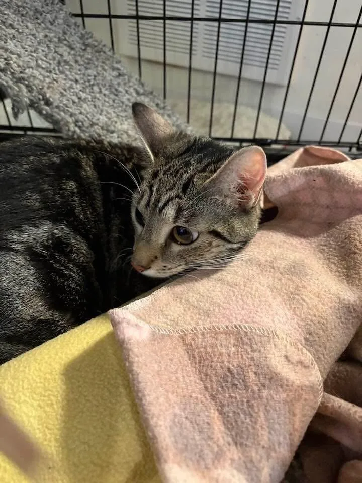 An adult medium-sized male Gray / Blue / Silver Domestic Short Hair cat named Papa Pickle for adoption in Grand Rapids, MI