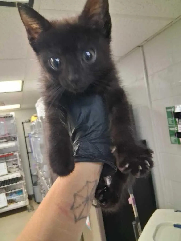 A young small-sized male Black Domestic Short Hair cat named Gordon for adoption in Cincinnati, OH