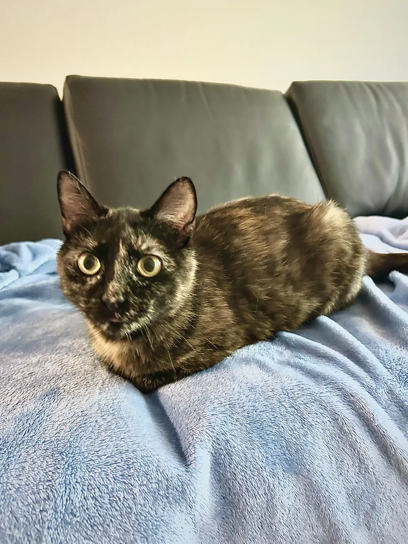 An adult medium-sized female Tortoiseshell cat named Clawdia for adoption in Columbia, SC