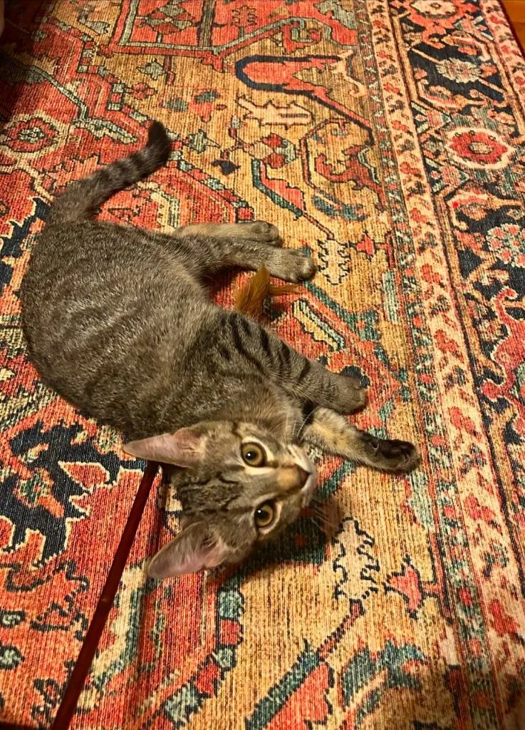 A baby medium-sized male Domestic Short Hair cat named Tigger for adoption in Fayetteville, TN