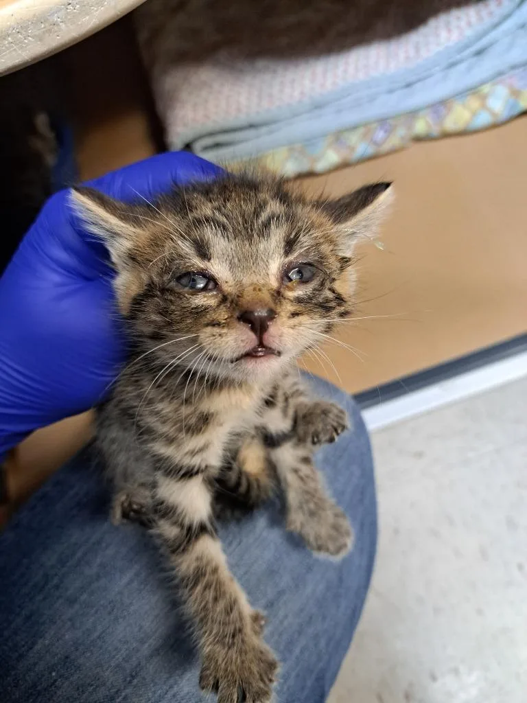 Tigger thumbnail 2
