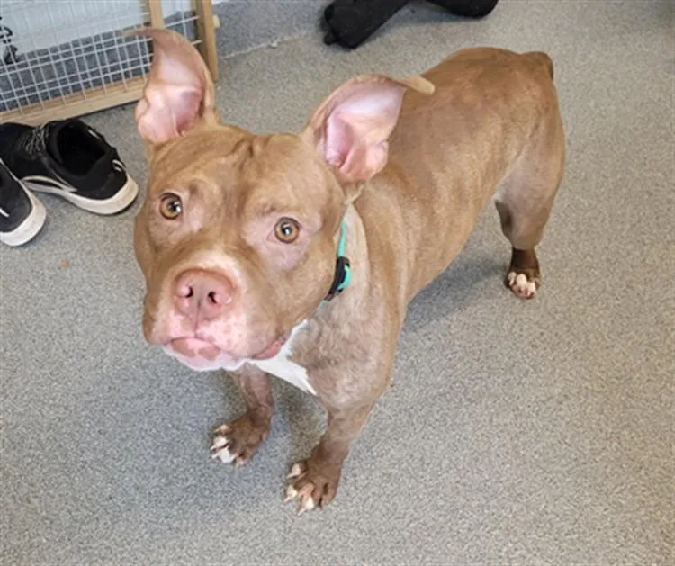 A young medium-sized male Pit Bull Terrier dog named Emu for adoption in Toledo, OH