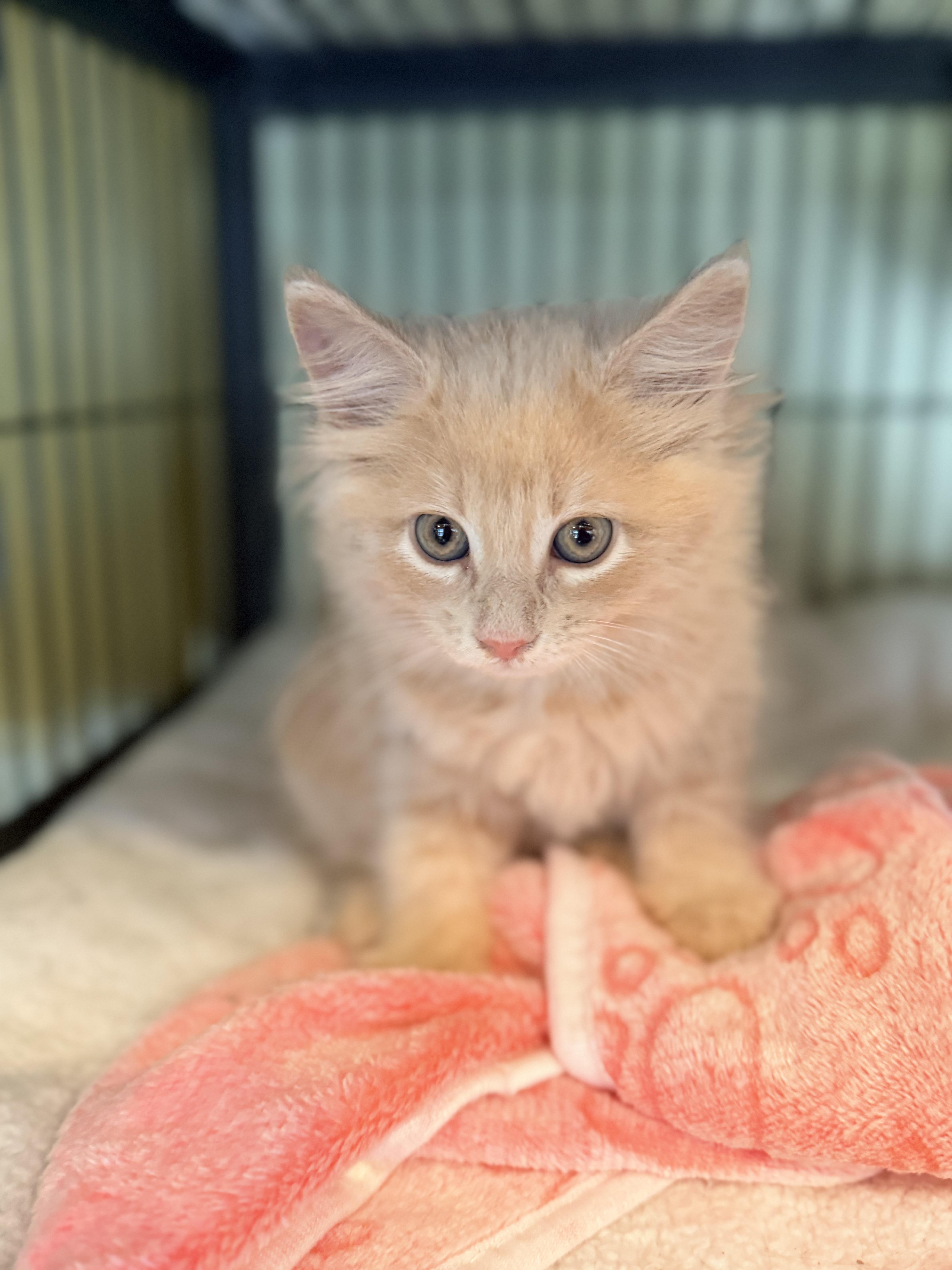 A baby medium-sized female Domestic Long Hair cat named Maple for adoption in Crown Point, IN