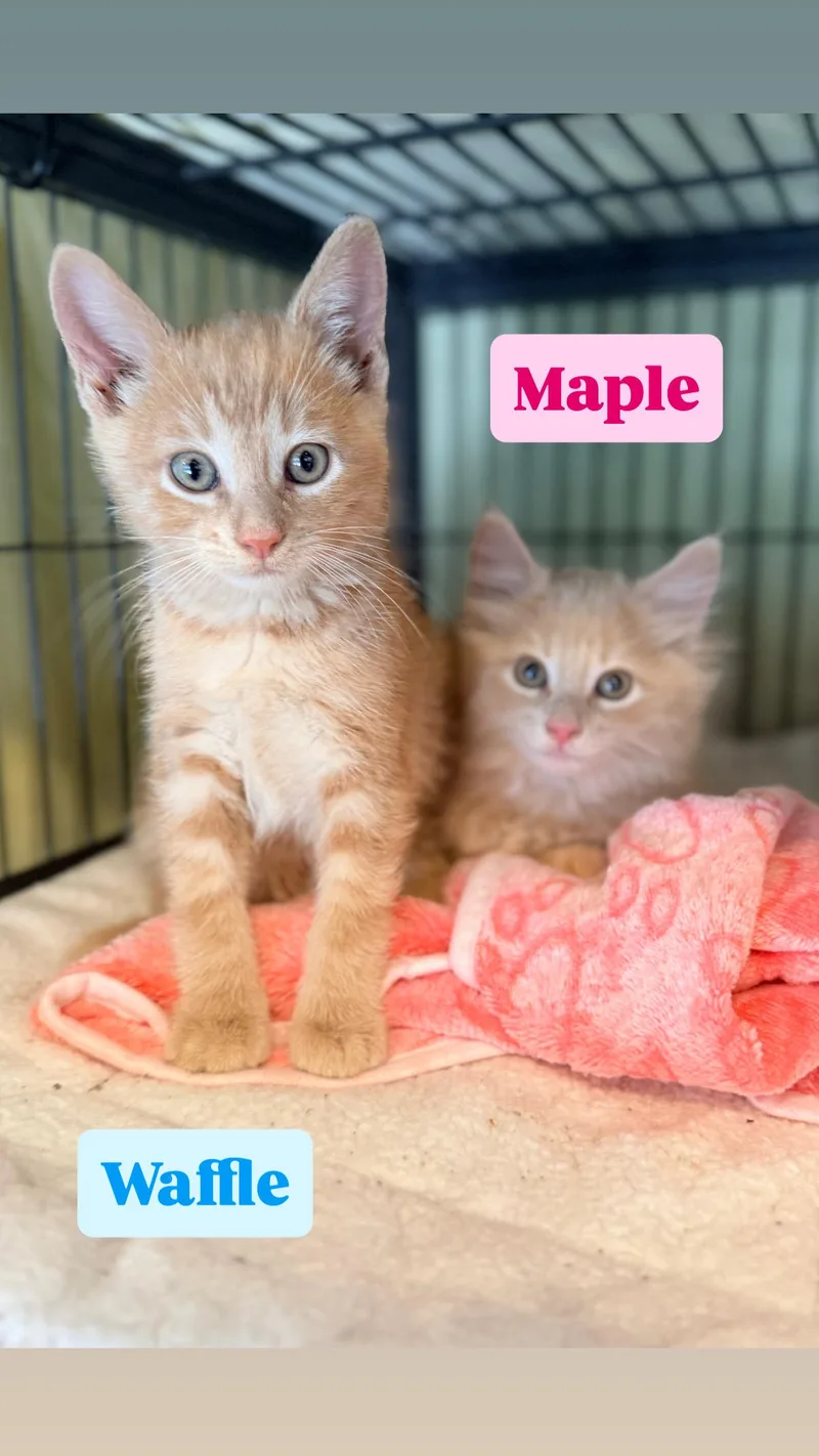 Maple thumbnail 4