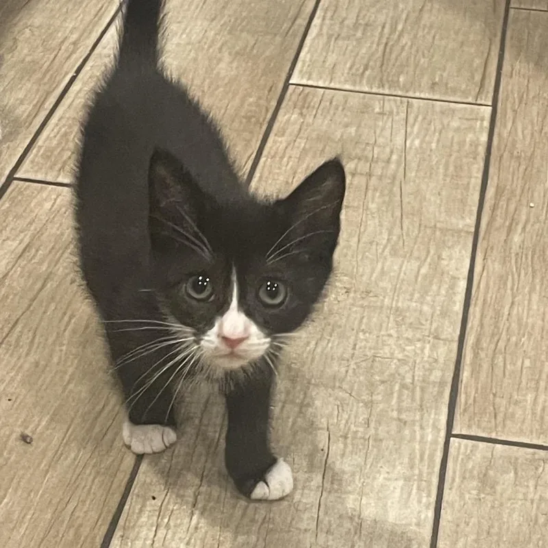 A baby small-sized female Black Domestic Short Hair cat named Ellie for adoption in Middle Village, NY