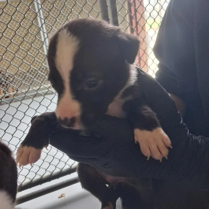 A baby small-sized female Black Mixed Breed dog named Greenie for adoption in Austin, TX