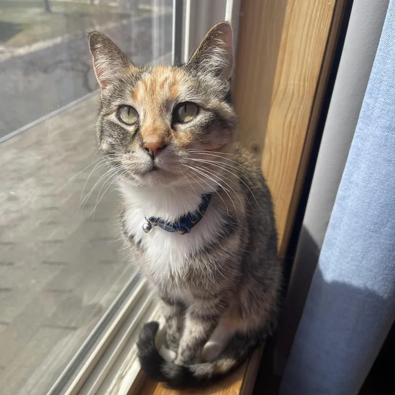 An adult medium-sized female Torbie Domestic Short Hair cat named Ophelia for adoption in Chaska, MN