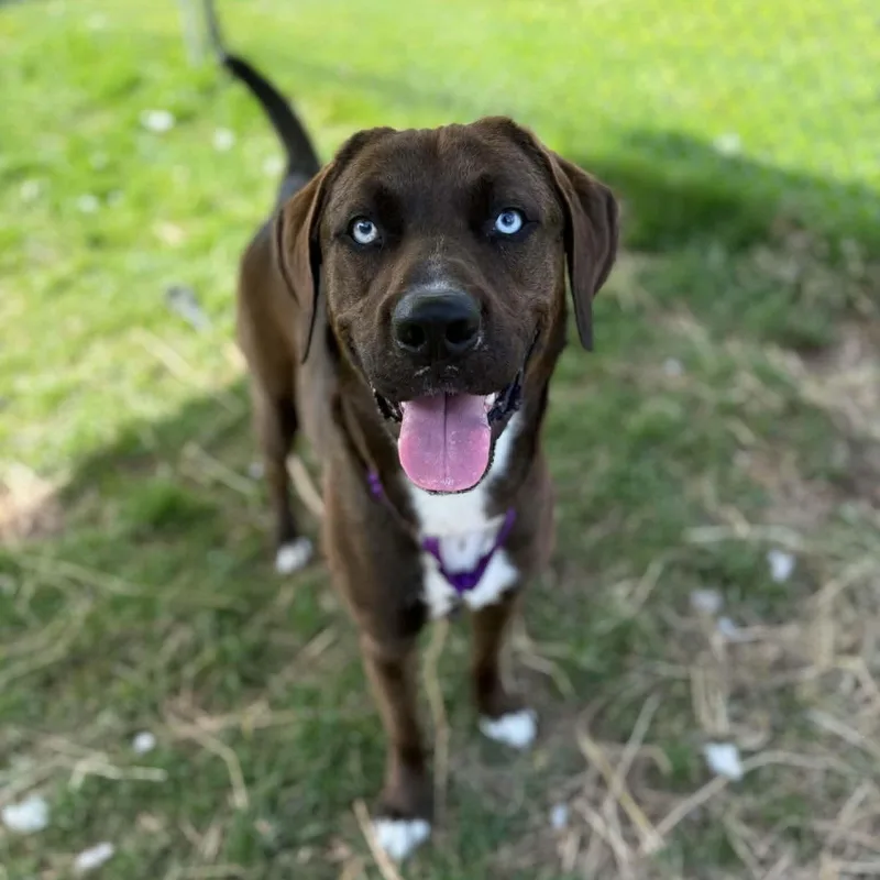 An adult large-sized male Brown / Chocolate Labrador Retriever dog named Java for adoption in Syracuse, NY