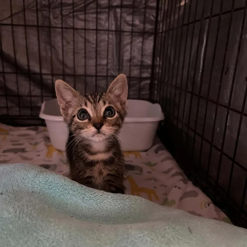 A baby small-sized male Brown / Chocolate Domestic Short Hair cat named Sj for adoption in Stephenville, TX