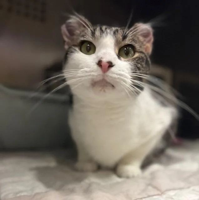 An adult large-sized male Domestic Short Hair cat named Sushi for adoption in Ladysmith, WI