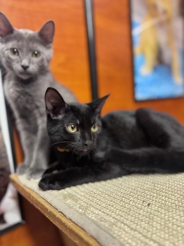 A young medium-sized male Domestic Short Hair cat named Charleston for adoption in North Babylon, NY