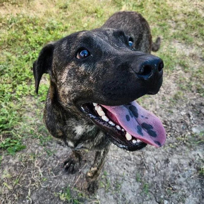 An adult medium-sized male Brindle Hound dog named Murph for adoption in Corpus Christi, TX
