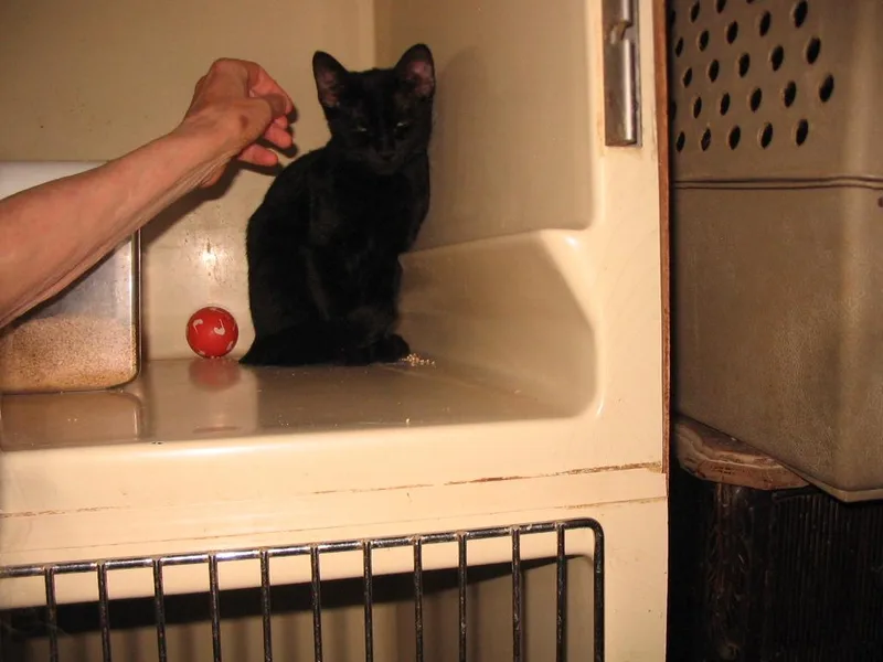 A baby medium-sized male Black Domestic Short Hair cat named Paul for adoption in Brooklyn, NY