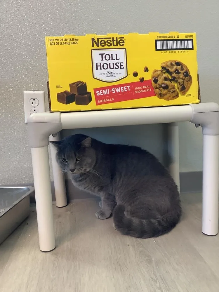 An adult medium-sized male Gray / Blue / Silver Domestic Short Hair cat named Flipper for adoption in Innsbrook, MO