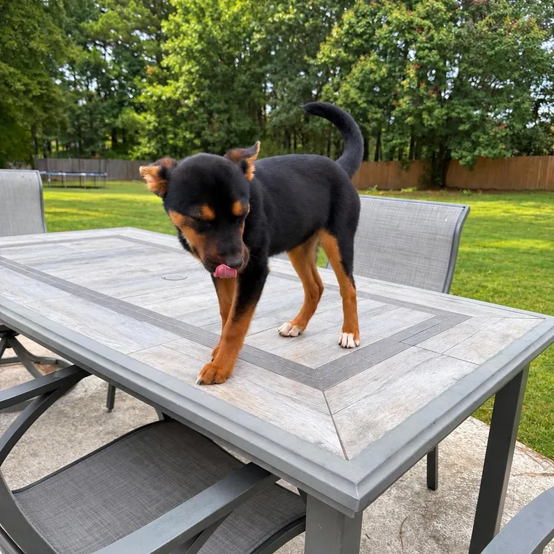 A baby small-sized female Chihuahua dog named Miss Moriah for adoption in Park Forest, IL