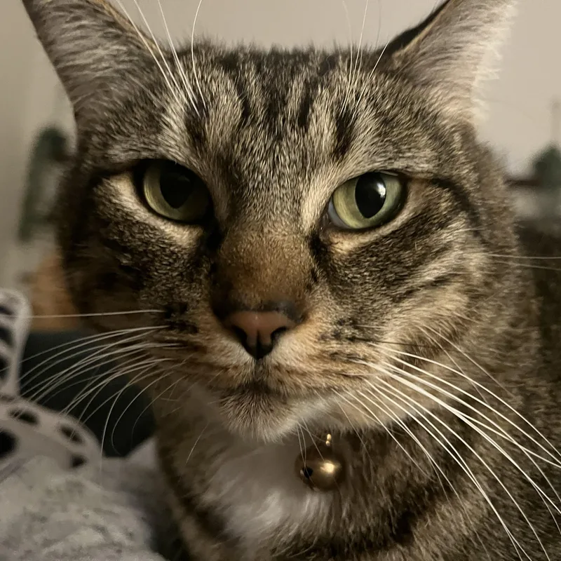 An adult large-sized female Tabby (Brown / Chocolate) Domestic Short Hair cat named Lark for adoption in Renton , WA
