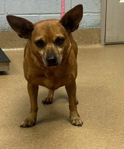 A senior small-sized male Mixed Breed dog named Gigante for adoption in Chamblee, GA