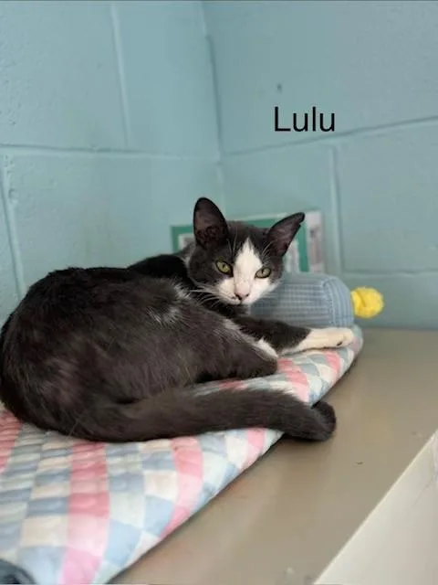 Lulu thumbnail 4