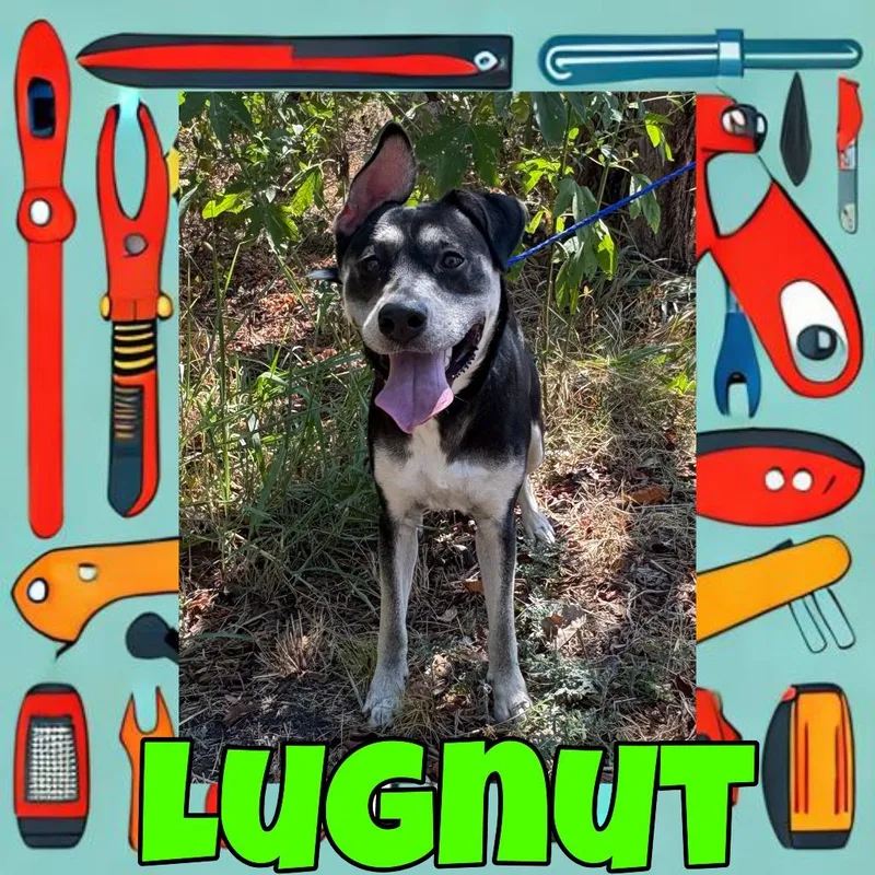 An adult medium-sized male German Shepherd Dog dog named Lugnut for adoption in Royse City, TX