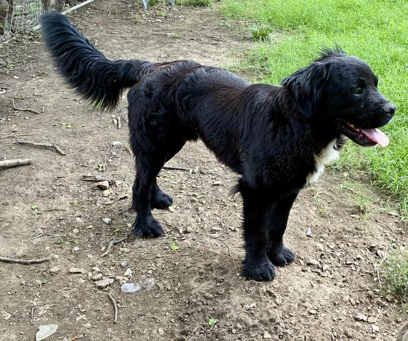 A young large-sized male Black Newfoundland Dog dog named Opie for adoption in Pelham, NH