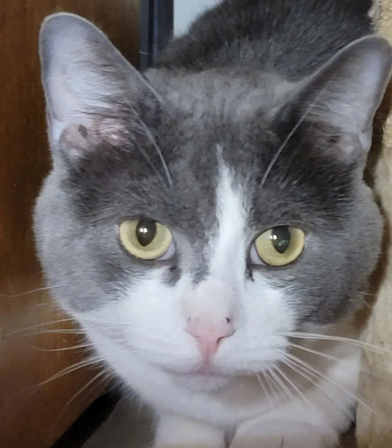 Emerald Ted thumbnail 2