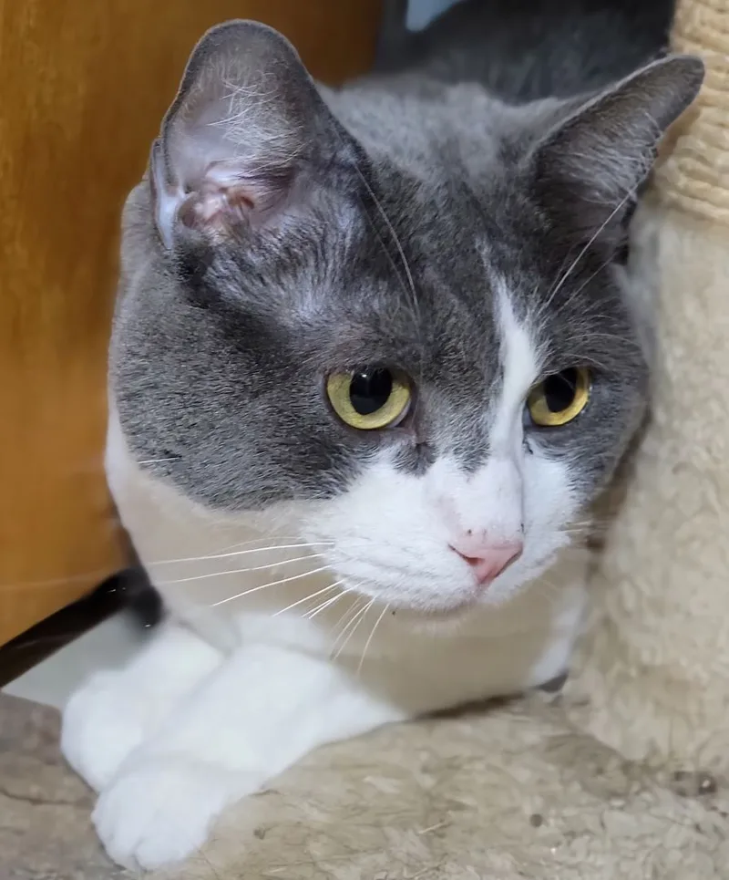 Emerald Ted thumbnail 3