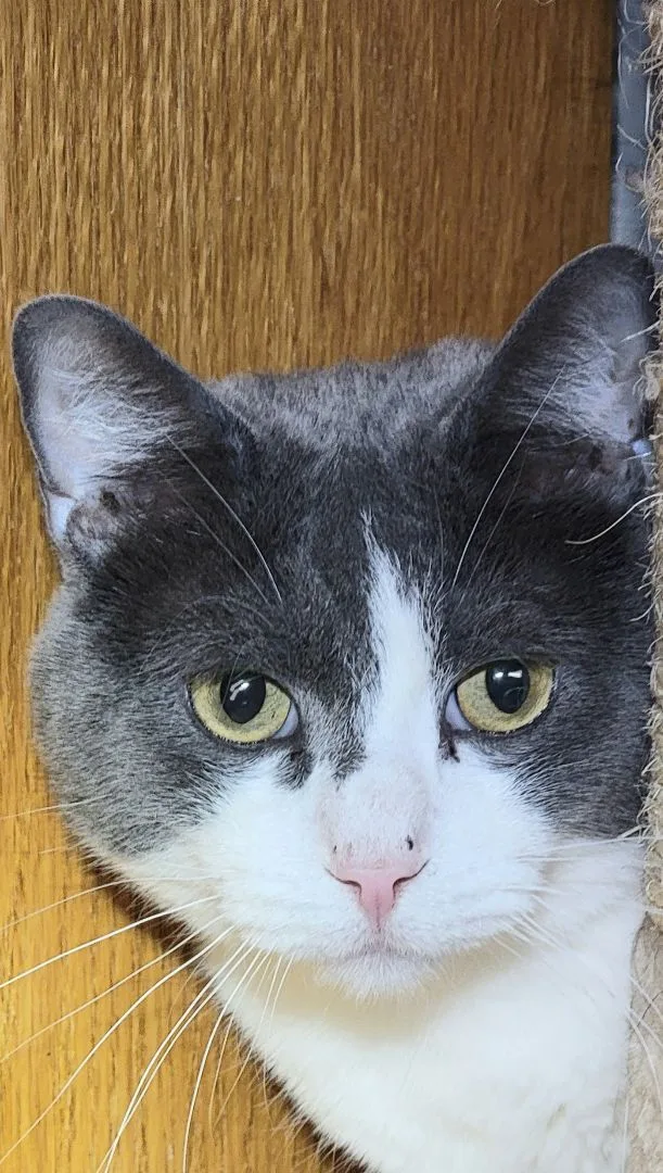 Emerald Ted thumbnail 4