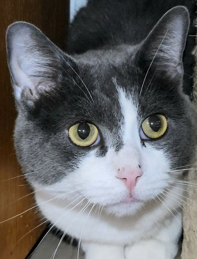 Emerald Ted thumbnail 5