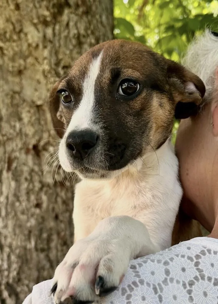 A baby medium-sized male Hound dog named Babe Pickles for adoption in Washington, DC