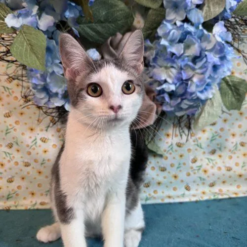 A baby small-sized female Domestic Short Hair cat named Brittany Spaniel for adoption in Toms River, NJ