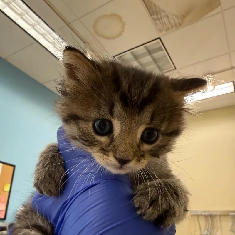 A baby small-sized male Domestic Short Hair cat named O'Malley for adoption in Park City, UT