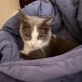 A senior medium-sized female Gray / Blue / Silver Domestic Short Hair cat named Maizy for adoption in Chicago, IL