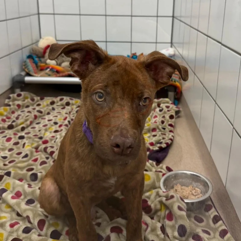 A young medium-sized male Shepherd dog named Perry for adoption in Zanesville, OH