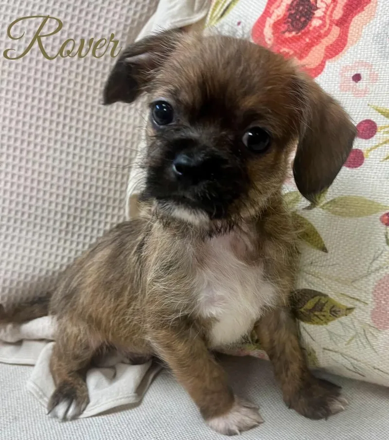 Rover