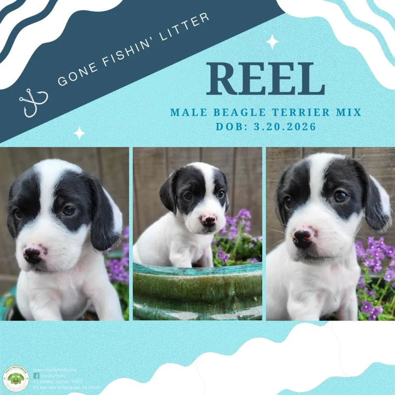 A baby medium-sized male Tricolor (Brown, Black, & White) Terrier dog named Reel for adoption in Pottstown, PA