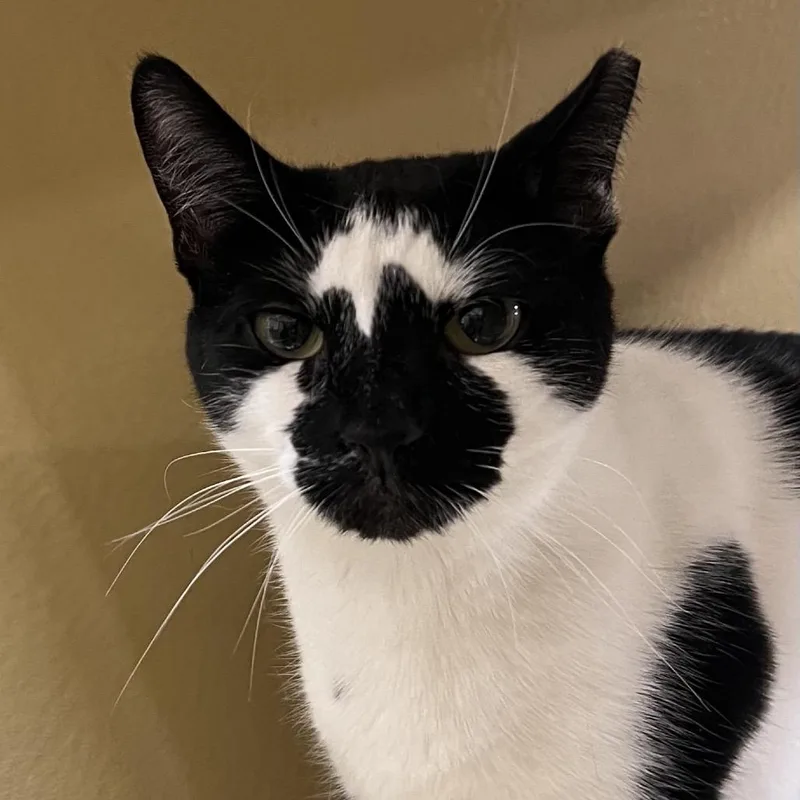 An adult small-sized male White American Shorthair cat named Maximus for adoption in Oceanside, NY