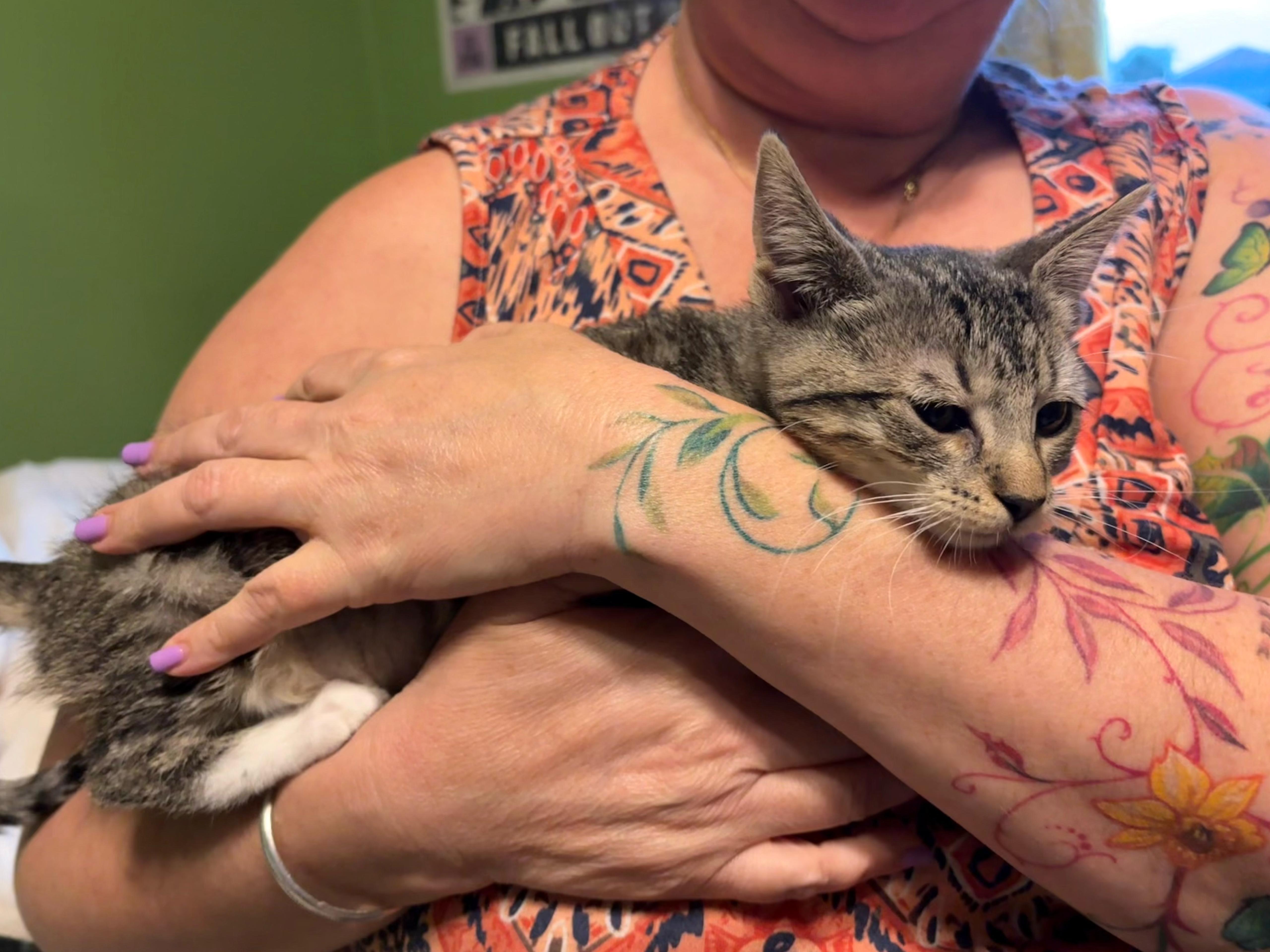 A baby medium-sized female Tabby (Gray / Blue / Silver) Domestic Short Hair cat named Pearl for adoption in Lauderhill, FL