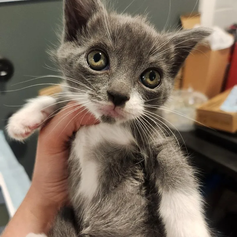 A baby small-sized male Gray / Blue / Silver Domestic Short Hair cat named Thor for adoption in Talent, OR