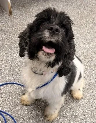 An adult small-sized female Black Cocker Spaniel dog named Marion for adoption in Bryan, OH
