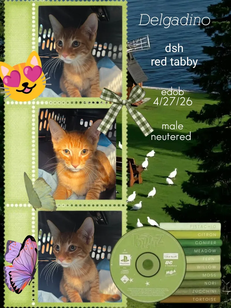 A baby medium-sized male Orange / Red Domestic Short Hair cat named Delgadino ORT for adoption in Missouri City, TX