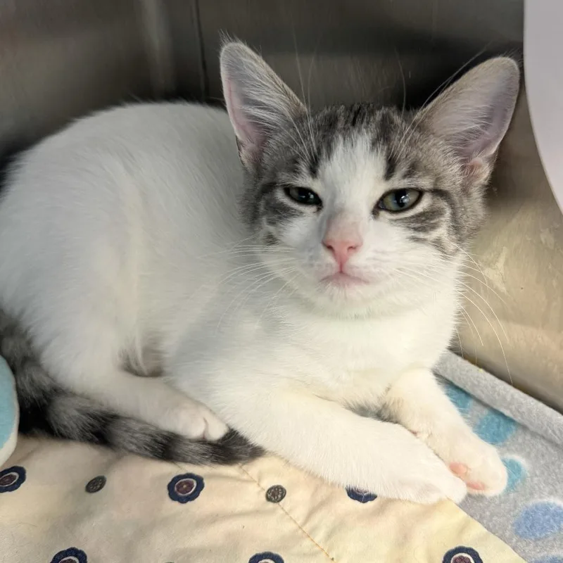 A baby small-sized female Gray / Blue / Silver Domestic Short Hair cat named Dink for adoption in Fort Wayne, IN