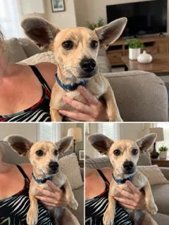 A baby small-sized male Yellow / Tan / Blond / Fawn Chiweenie dog named Maxx for adoption in Tifton, GA