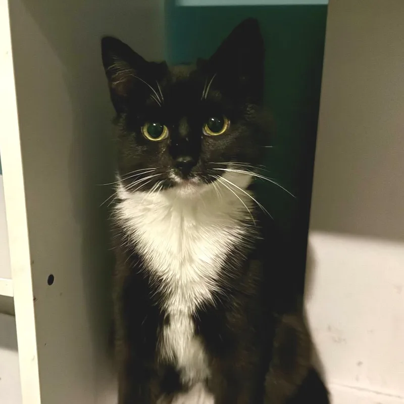 A young small-sized female Black Domestic Short Hair cat named Leia for adoption in Frederick, MD