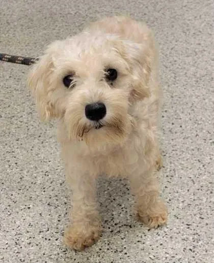 An adult small-sized female White / Cream Schnauzer dog named Sarah for adoption in Kansas City, MO