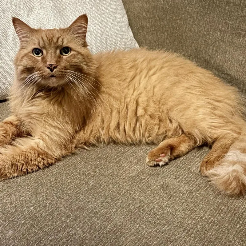 A senior large-sized male Orange / Red Domestic Medium Hair cat named Simba for adoption in Prosper, TX